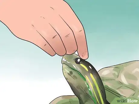 Image intitulée Pet a Turtle Step 3