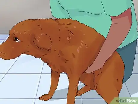 Image intitulée Determine if Your Dog Is Obese Step 5