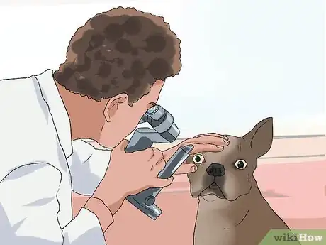 Image intitulée Treat Eye Problems in Boston Terriers Step 7