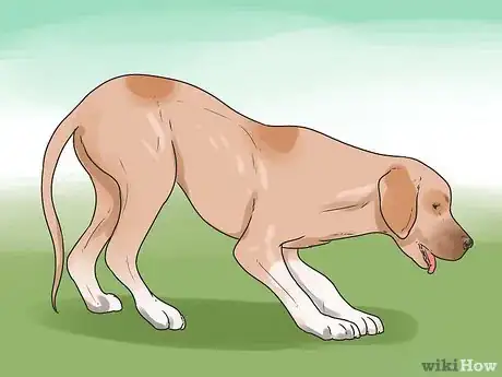 Image intitulée Save a Choking Dog Step 2