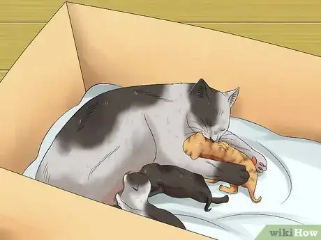 Image intitulée Care for Kittens from Birth Step 2