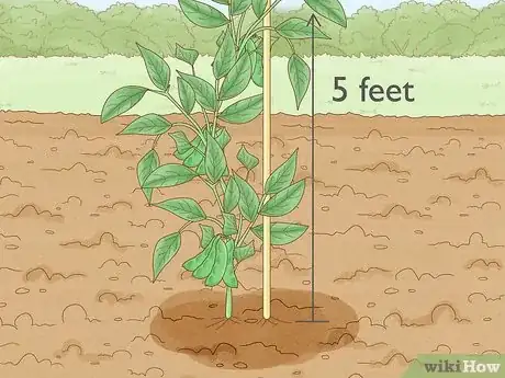 Image intitulée Grow Lima Beans Step 7