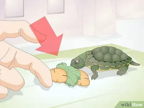 Image intitulée Feed a Baby Turtle Step 1