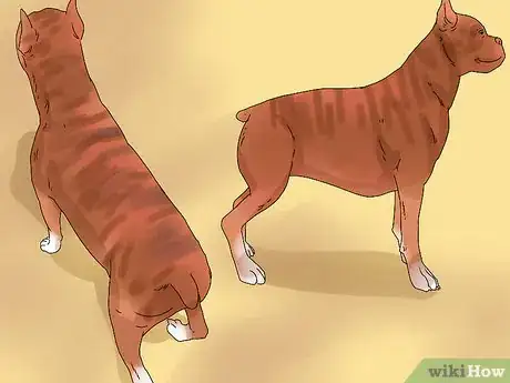 Image intitulée Determine if Your Dog Is Obese Step 6