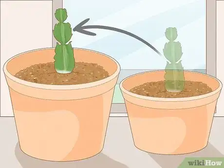 Image intitulée Propagate Christmas Cactus Step 13