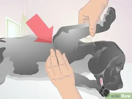 Image intitulée Perform CPR on a Dog Step 10