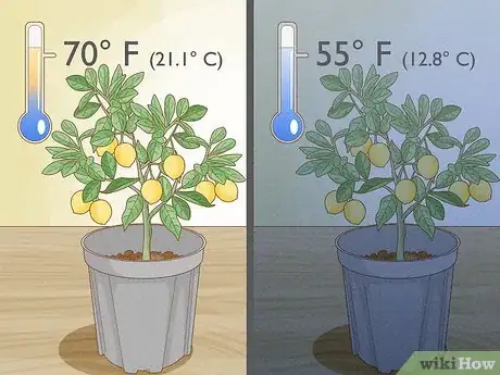 Image intitulée Grow Lemon Trees Indoors Step 15