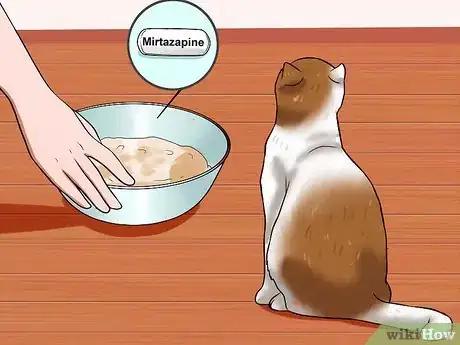 Image intitulée Identify if Your Cat Has Had a Stroke Step 15