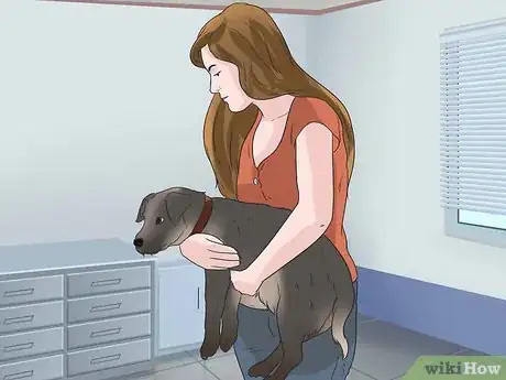 Image intitulée Pick up a Dog Properly Step 4