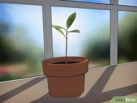 Image intitulée Grow an Avocado Tree Step 6