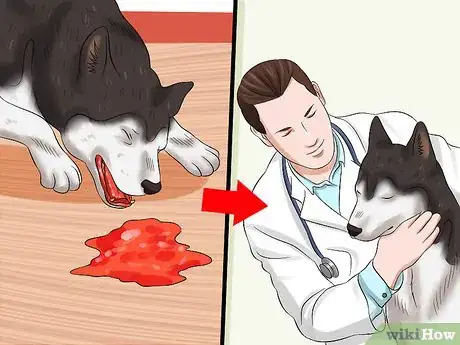Image intitulée Diagnose Parvovirus in Dogs Step 6