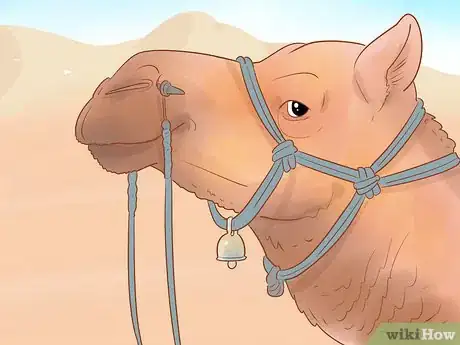 Image intitulée Buy a Camel Step 11