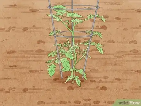 Image intitulée Stake Tomato Plants Step 13