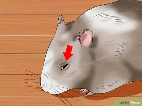 Image intitulée Help a Hamster With Sticky Eye Step 2