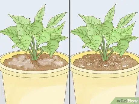 Image intitulée Get Rid of Mold on Houseplants Step 5