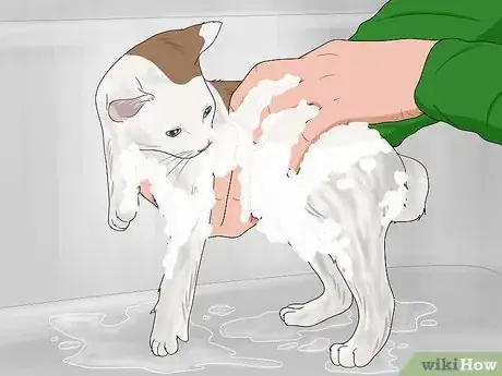 Image intitulée Bathe a Kitten Step 12