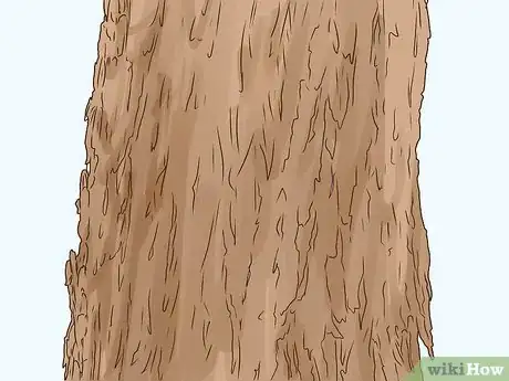 Image intitulée Identify an Elm Tree Step 2