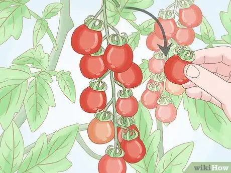 Image intitulée Grow Tomatoes Indoors Step 11