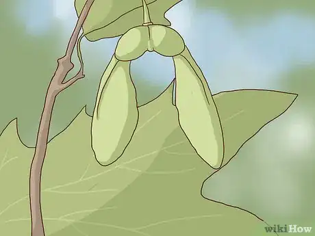 Image intitulée Identify Sugar Maple Trees Step 10