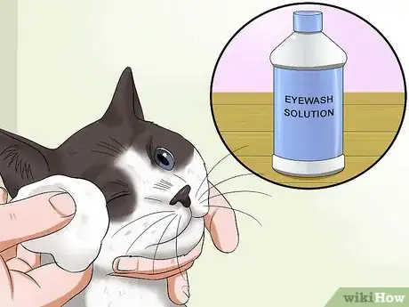 Image intitulée Give Your Cat Eye Drops Step 4