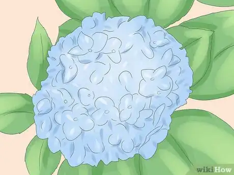 Image intitulée Grow Hydrangeas Step 1