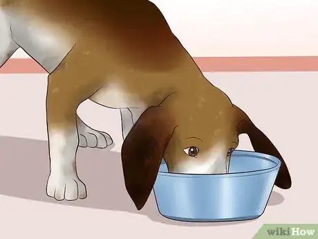 Image intitulée Ease Your Dog's Stomach Problems Step 17