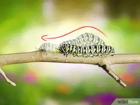 Image intitulée Identify a Caterpillar Step 3