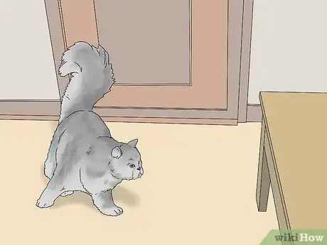 Image intitulée Identify a Persian Cat Step 10