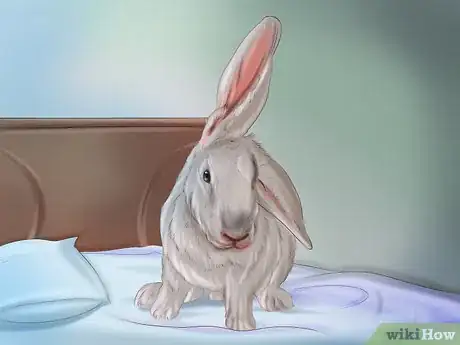 Image intitulée Make Your Rabbit Like You Step 2