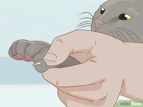 Image intitulée Trim Your Cat's Nails Step 9