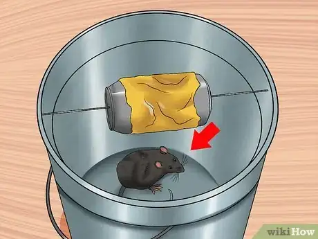 Image intitulée Catch an Escaped Pet Rat Step 16