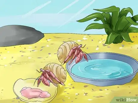 Image intitulée Care for Hermit Crabs Step 15