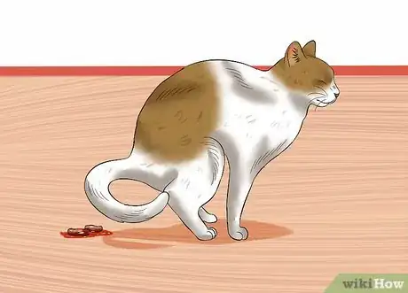 Image intitulée Give a Cat an Enema at Home Step 11