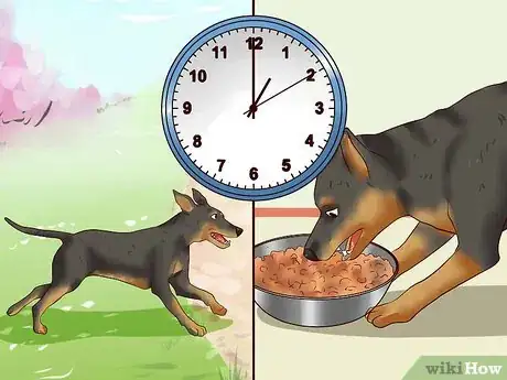 Image intitulée Care for a Miniature Pinscher Step 16