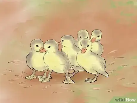 Image intitulée Breed Ducks Step 31