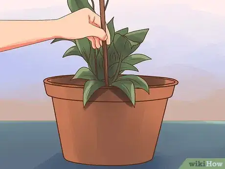 Image intitulée Care for Peace Lilies Step 10