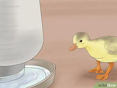 Image intitulée Breed Ducks Step 32