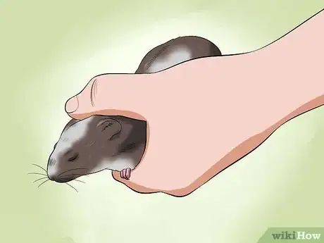 Image intitulée Help a Hamster With Sticky Eye Step 4