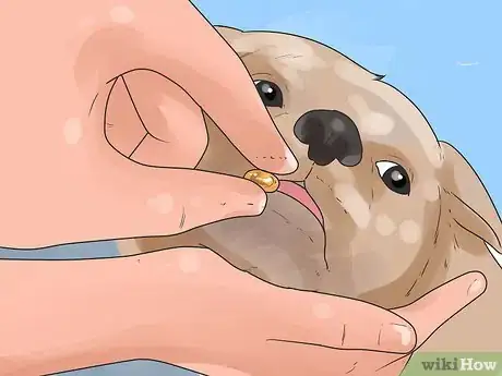 Image intitulée Save a Choking Dog Step 3