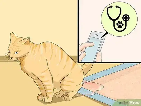 Image intitulée Clean a Litter Box Step 14