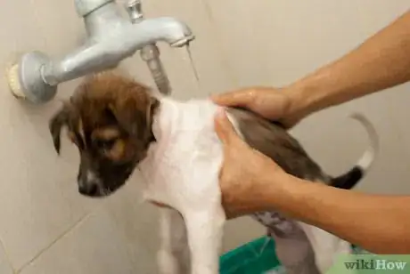Image intitulée Bathe a Puppy for the First Time Step 22