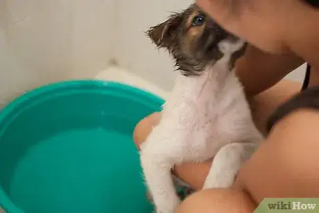 Image intitulée Bathe a Puppy for the First Time Step 18