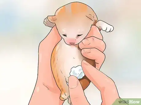 Image intitulée Take Care of Premature Newborn Kittens Step 14