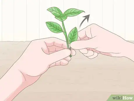 Image intitulée Grow Gardenia from Cuttings Step 3