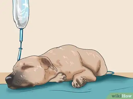 Image intitulée Prevent Parvovirus in Dogs Step 11