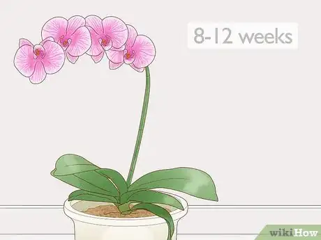 Image intitulée Prune Orchids Step 10