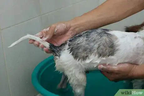 Image intitulée Bathe a Puppy for the First Time Step 20