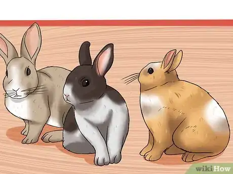 Image intitulée Care for a House Rabbit Step 5