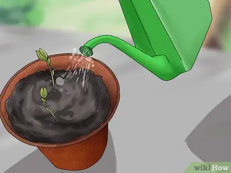 Image intitulée Plant Apple Seeds Step 14