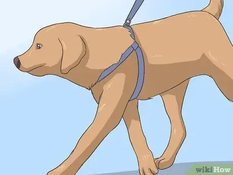 Image intitulée Safely Sedate a Dog Step 4